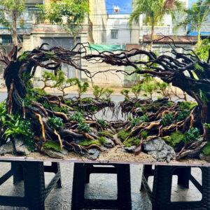 Jungle Aquascape
