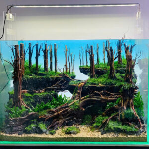 aquarium ideas