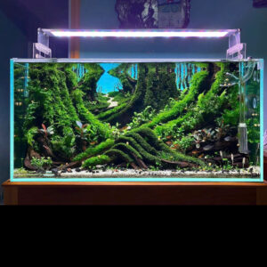 aquarium