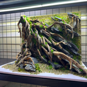 Aquascape Aquarium , Jungle aquascape