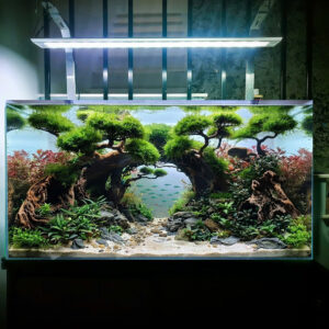Bonsai aquascape Aquarium