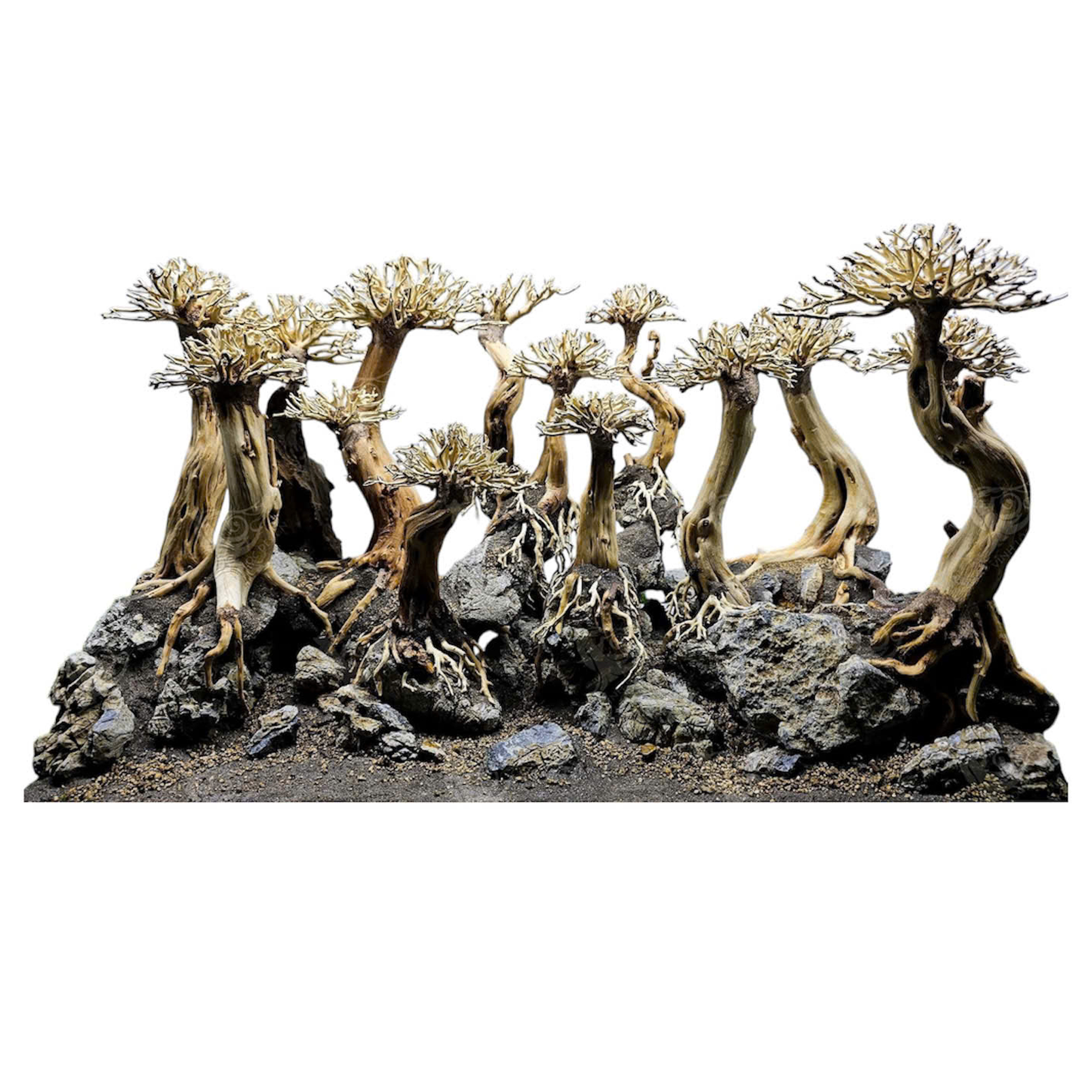 Bonsai Aquascape aquarium, Aquarium decoration - Image 3
