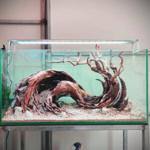 driftwood aquarium