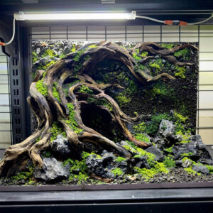 3d backgroud aquarium