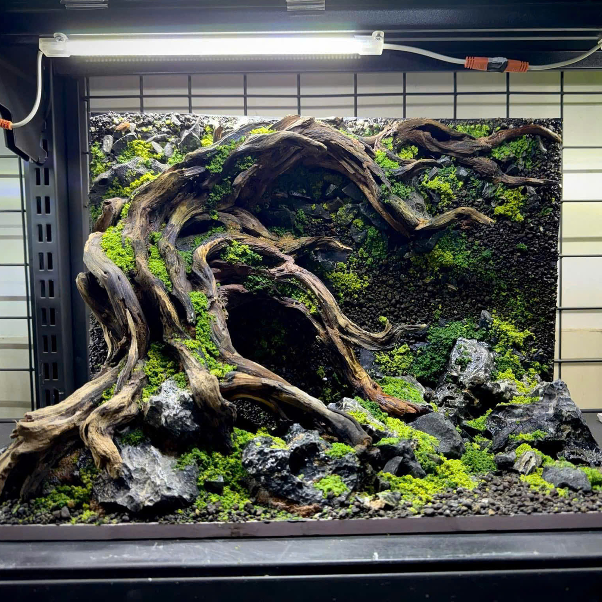 3d backgroud aquarium
