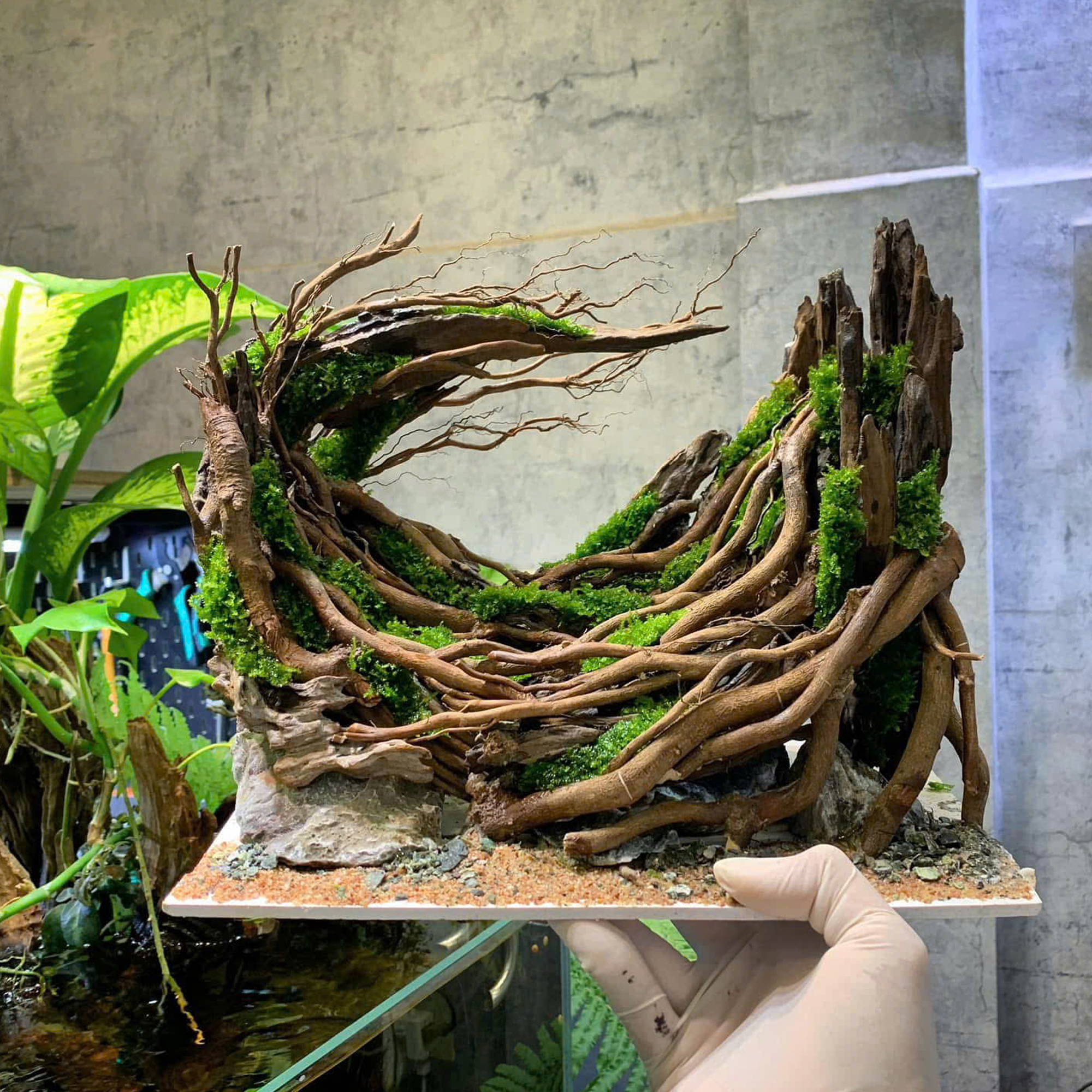 Nature Aquascape aquarium, Aquarium decoration