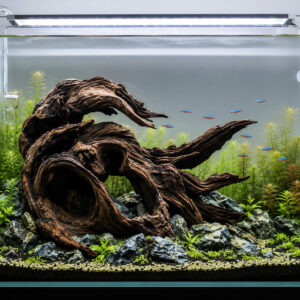 Nature Hardscape Aquarium sacred forest