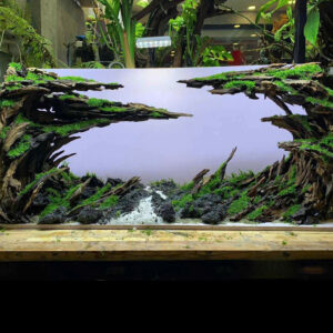 Aquarium decor,Aquascaping,Jungle aquascape