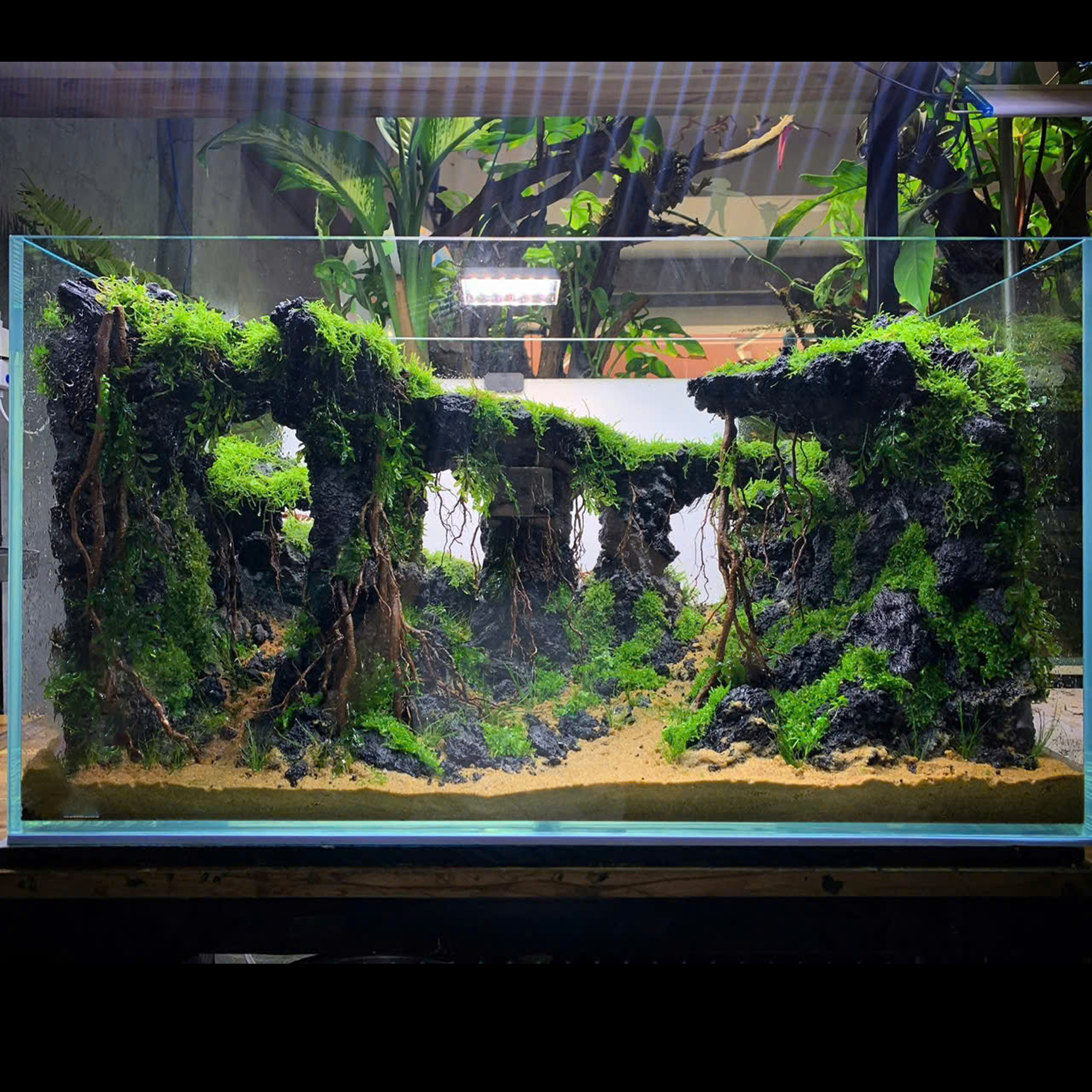 terrarium decoration