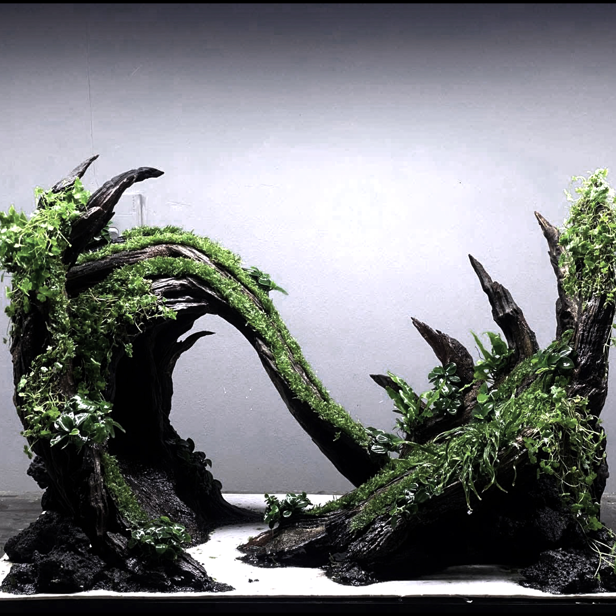 Nature Hardscape Aquarium,Terrarium,Vivarium - Image 6