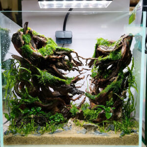 Unique Forest Aquascaping, Aquarium Hardscape