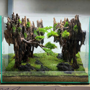 aquascape design
