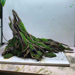 Nature Hardscape tree trunk Aquarium,Terrarium
