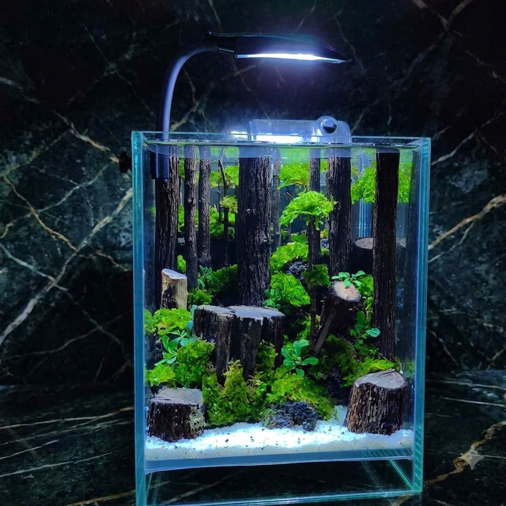 jungle hardscape