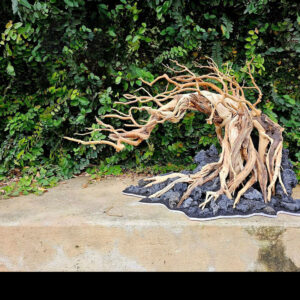 nature aquascape