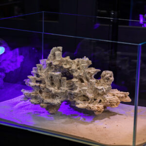 reef tank aquascape
