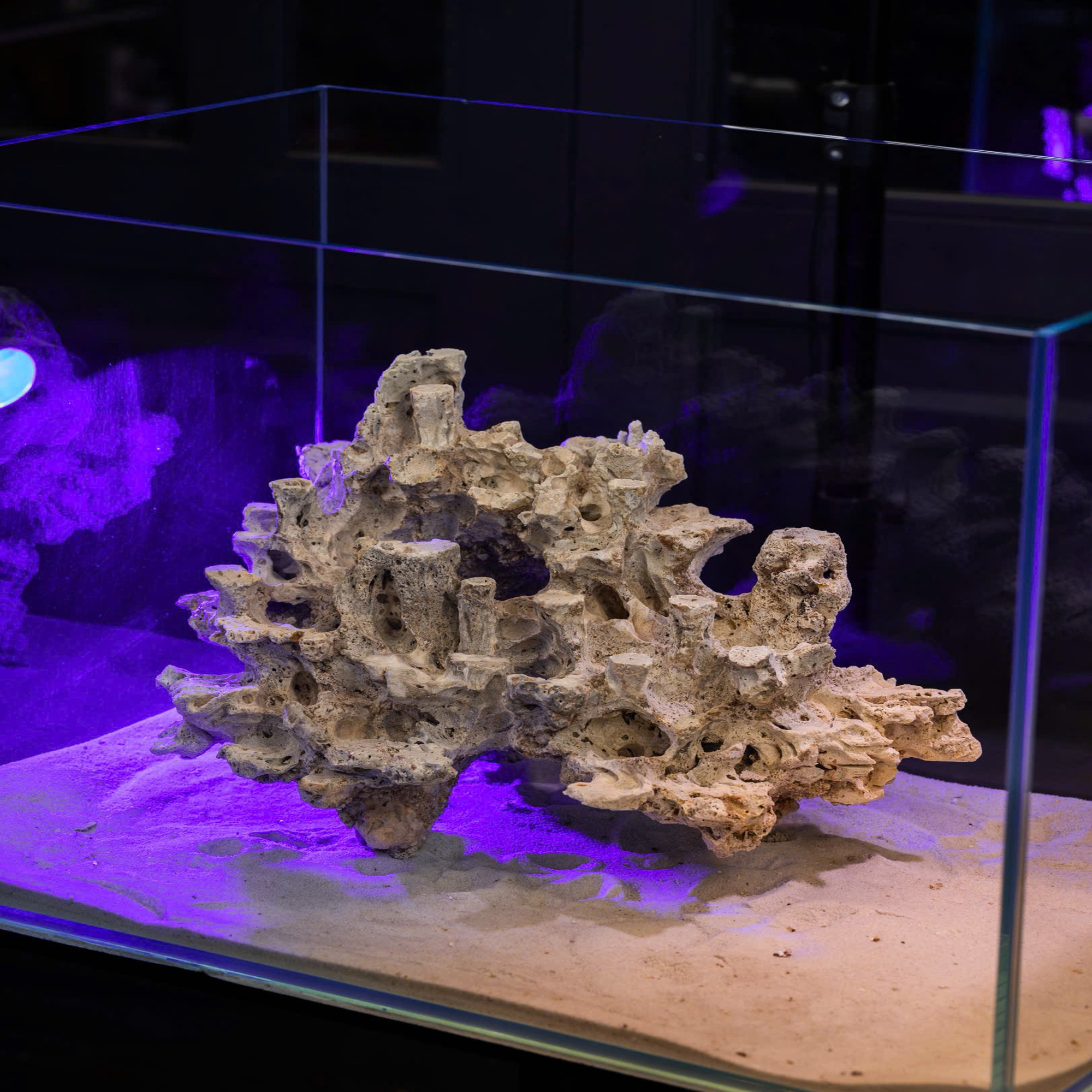 reef tank aquascape