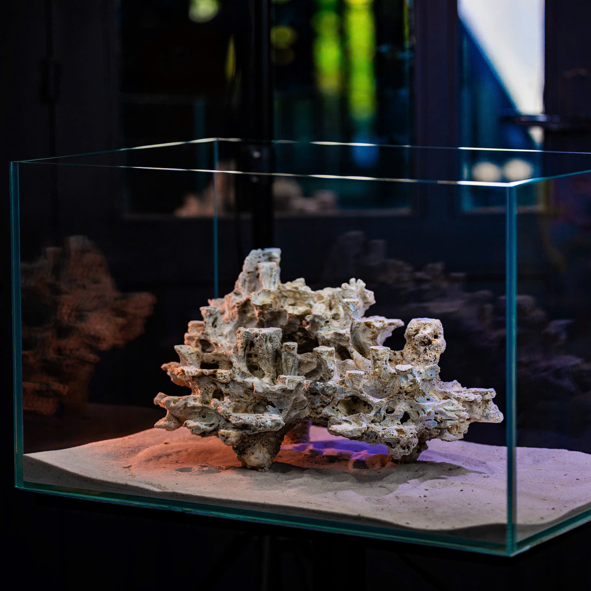 reef tank decor