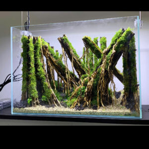 Forest Aquascape Aquarium, Aquarium Hardscape Driftwood
